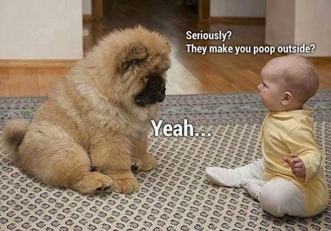 Dog and baby poop inside